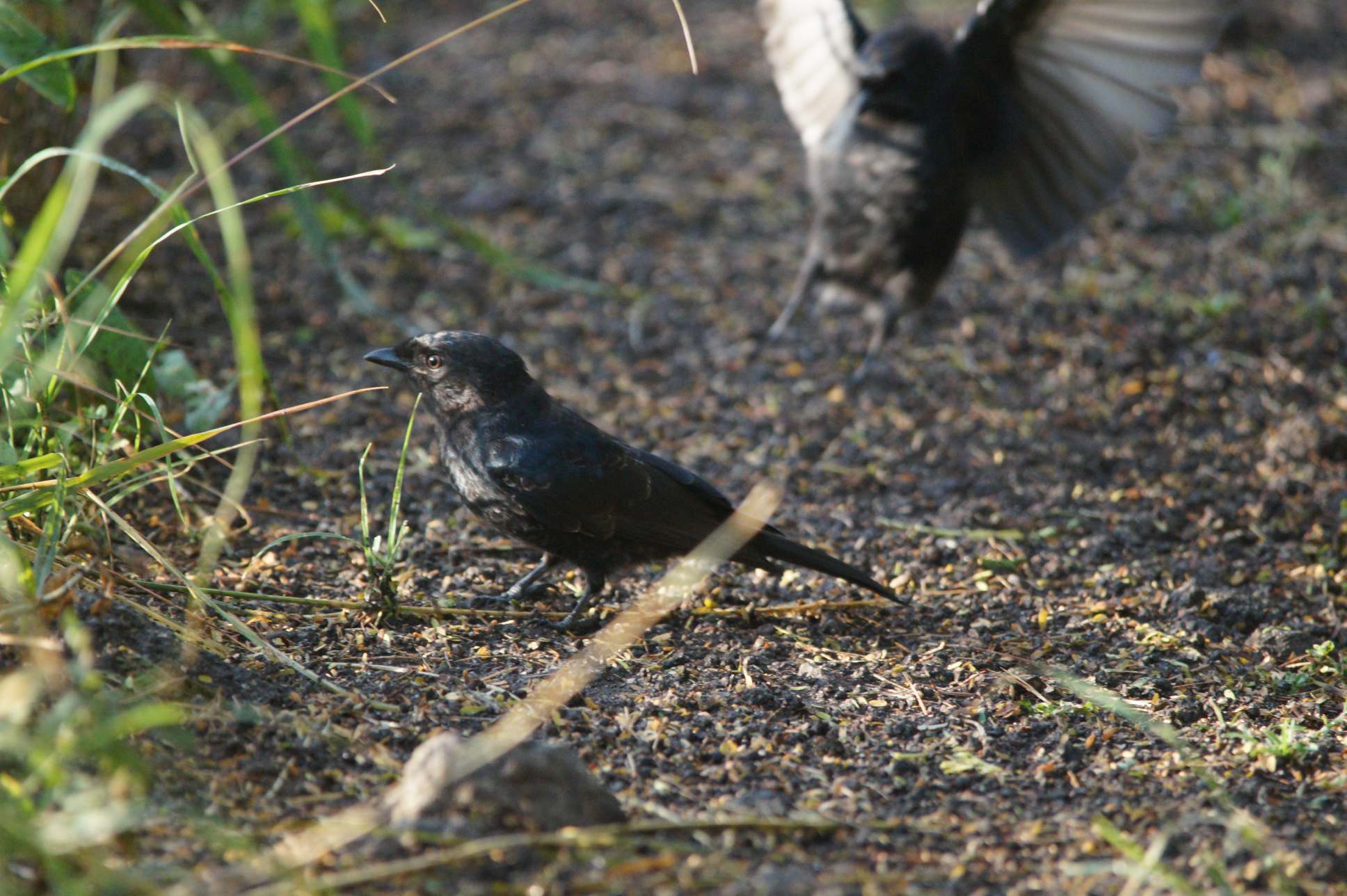 Birds